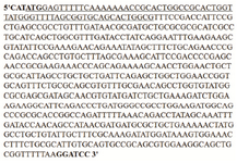 <p>Figure 2. DNA sequence of the synthetic gene coding for hGH (Sense strand).</p>
<p>Cut sites for <em>Nde</em>I (CATATG) and <em>Bam</em>HI (GGATCC) enzymes are shown in boldface on the N and C-terminal of the sense strand, respectively. The underlined residues also represent the L-asparaginase II signal sequence.</p>

