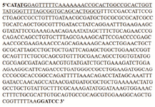 <p>Figure 2. DNA sequence of the synthetic gene coding for hGH (Sense strand).</p>
<p>Cut sites for <em>Nde</em>I (CATATG) and <em>Bam</em>HI (GGATCC) enzymes are shown in boldface on the N and C-terminal of the sense strand, respectively. The underlined residues also represent the L-asparaginase II signal sequence.</p>
