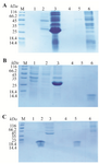 <p>Figure 4. SDS-PAGE analysis of protein expression using three methods for periplasmic protein extraction consisting of A) osmotic shock, B) osmotic shock in the presence of glycine and C) combined Lysozyme/EDTA osmotic shock. Lane M: protein size marker, lanes 1, 2, 3<em>: </em>supernatant, periplasmic and cytoplasmic fractions of recombinant <em>E. coli</em> respectively. Lanes 4, 5, 6: supernatant, periplasmic and cytoplasmic fractions of <em>E. coli</em> containing intact pET15b as a negative control, respectively</p>
