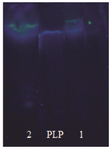 <p>Figure 3. Determination of intracellular PLP. TLC patterns of standard sample (PLP), intracellular PLP (1), and PLP in beet molasses (2).</p>
