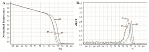 <p>Figure 1. HRM analysis of CYP2C19*17 allele. Results were analyzed in the normalized fluorescence versus temperature plot. A indicates the normalized plot and B the melting plot. Wild-type alleles consisted of a C nucleotide at position -3402 leading to amplicons with higher melting temperature (77<em>&deg;</em><em>C</em>), while the mutant alleles had T nucleotide, leading to amplicons with lower melting temperature (76.5<em>&deg;</em><em>C</em>). Heterozygous which contain both ingredient alleles, are heterodublex with different forms (B). Differentials in fluorescence and temperature between different profiles of samples are displayed in A after normalization. Each variant has a different melting profile.</p>
