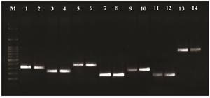 <p><strong>Figure 1.</strong> PCR products of Pseudomonas RND family efflux pump genes. Line M: DNA size marker (SMOBIO, DM2301100 <span style="font-style: normal !msorm;"><em>bp</em></span>-3000 <span style="font-style: normal !msorm;"><em>bp</em></span>), line 1-2: <em>mexA</em> (312 <span style="font-style: normal !msorm;"><em>bp</em></span>), line 3-4: <em>mexB</em> (224 <span style="font-style: normal !msorm;"><em>bp</em></span>), line 5-6: <em>mexC</em> (371 <span style="font-style: normal !msorm;"><em>bp</em></span>), line 7-8: <em>mexD</em> (146 <span style="font-style: normal !msorm;"><em>bp</em></span>), line 9-10: <em>mexE</em> (240 <span style="font-style: normal !msorm;"><em>bp</em></span>), line 11-12: <em>mexF</em> (131 <span style="font-style: normal !msorm;"><em>bp</em></span>) and line 13-14: <em>mexX</em> (792 <span style="font-style: normal !msorm;"><em>bp</em></span>).</p>
