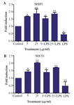 <p>Figure 3. SOCS1 and SHIP1 expression levels in HEK293 TLR2 treated cells in different conditions, by LPS (1 <em>&micro;g/ml</em>), M2000 in 5 and 25 <em>&mu;g/ml</em> and co treated by M2000 and LPS. mRNA expression level of SHIP1 was reduced in treatment by LPS and increased in co treatment of M2000 dose dependently. (A) mRNA expression level of SOCS1 decreased in LPS treated cells and was up-regulated in different conditions of M2000 (B).</p>