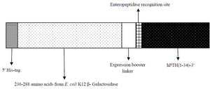 <p>Figure 1. Schematic of designed fusion hPTH (1-34).</p>