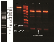 <p>Figure 2. Double digestion of recombinant plasmid with Nco1 and BamH1. Lane 1 undigested pET 28a. Lane 2 DNA ladder (Thermo scientific). 3, 4, 5 double digested pET 28a. Designed fusion rhPTH (1-34) is observed between 500 and 250 <em>bp</em> ladder bonds.</p>
