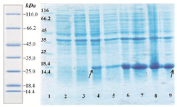 <p>Figure 3. Analysis of expression pattern of rhPTH (1-34) fusion protein with SDS-PAGE. Lane 1 protein ladder (Thermo scientific). Lane 2</p>
<p>Uninduced BL21 (DE3). Lane 4 one hour after induction with IPTG (0.2 <em>mM</em>). Lane 6 four hours after induction. Lane 8 sixteen hours after induction. Over expressed fusion rhPTH (1-34) bonds have specified with rows.</p>
