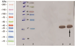 <p>Figure 5. Analysis of over expressed recombinant fusion rhPTH (1-34) with western blotting. Lane 1 marked off protein ladder bonds with pen. Lane 2 Multicolor protein ladder (Thermo scientific). Lane 3, 4 over expressed recombinant fusion rhPTH (1-34) revealed with monoclonal anti-polyhistidine peroxidase conjugate.</p>
