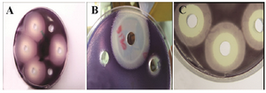 <p>Figure 2. The QSI activity of different epiphytic bacteria, the activity was tested in the supernatant of the potential isolates. A: only QSI activity, B and C: QSI and growth inhibition activity.</p>
