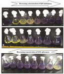 <p>Figure 5. Quantification of violacein by flask method, A: hexane QSI substances of isolate S 664 extract, B: butanolic QSI substances of isolate S 130 extract, and C: the QSI substances of isolate S 153 butanolic extract.</p>
