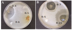 <p>Figure 2. Zones of inhibition produced by a) strain B-4 against <em>B. subtilis</em> and b) strains B7 and B-21 against <em>C. albicans</em>.</p>
