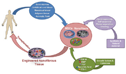 <p>Figure 1. Schematic diagram of cartilage tissue engineering process using nanofibers and stem cells. Mesenchymal stem cells derived from different sources are expanded <em>ex vivo</em> and subsequently cultured in nanofiber scaffolds to initiate differentiation in presence of growth factors and cytokines. Finally, the engineered nanofibrous tissues were implanted <em>in vivo</em> for cartilage tissue regeneration. MSCs: Mesenchymal Stem Cell, BMP: Bone Morphogenetic Protein, TGF-B: Transforming Growth Factor-Beta, FGF: Fibroblast Growth Factor, ITS+1: Insulin-Transferrin-Selenium+ Bovine Serum Albu<em>min</em> and Linoleic Acid.</p>