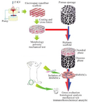 <p>Figure 3. A schematic model for <em>in vivo</em> study on repair of osteo-chondral defects using constructs composed of nanofibers and stem cells. The nanoﬁber is considered as the chondral phase. Porous sponage is used as the osseous phase. After combining with BMMS-Cs, biphasic complex was utilized to repair osteochondral defects in the animal model (Adopted from Liu <em>et al</em> 2014<sup>56</sup>, with modification).</p>
