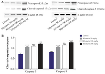 <p>Figure 1. Effect of silymarin on the protein level of caspase-3 and 8 in heart of mice fetuses. The animal groups received 0, 50, 100 and 200 <span style="font-style: normal !msorm;"><em>mg/kg/day</em></span> of silymarin. A) Representative photograph for&nbsp; western blot of caspase-3 and 8. B) Densitometric data of protein analysis.&nbsp; Data are expressed as mean&plusmn;SEM.</p>
<p>*p&lt;0.05 compared to the control group.</p>