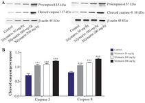 <p>Figure 1. Effect of silymarin on the protein level of caspase-3 and 8 in heart of mice fetuses. The animal groups received 0, 50, 100 and 200 <span style="font-style: normal !msorm;"><em>mg/kg/day</em></span> of silymarin. A) Representative photograph for&nbsp; western blot of caspase-3 and 8. B) Densitometric data of protein analysis.&nbsp; Data are expressed as mean&plusmn;SEM.</p>
<p>*p&lt;0.05 compared to the control group.</p>