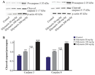 <p>Figure 2. Effect of silymarin on the protein level of caspase-3 and 8 in kidneys of mice fetuses. The animal groups received 0, 50, 100 and 200 <span style="font-style: normal !msorm;"><em>mg/kg/day</em></span> of silymarin. A) Representative image showing a Western blot of caspases-3 and 8. B) Densitometric data of protein analysis. Data are expressed as mean&plusmn;SEM.</p>
<p>*p&lt;0.001 compared to the control group.</p>