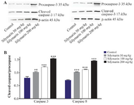 <p>Figure 2. Effect of silymarin on the protein level of caspase-3 and 8 in kidneys of mice fetuses. The animal groups received 0, 50, 100 and 200 <span style="font-style: normal !msorm;"><em>mg/kg/day</em></span> of silymarin. A) Representative image showing a Western blot of caspases-3 and 8. B) Densitometric data of protein analysis. Data are expressed as mean&plusmn;SEM.</p>
<p>*p&lt;0.001 compared to the control group.</p>