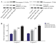 <p>Figure 3. Effect of silymarin on the protein level of caspase-3 and 8 in brain of mice fetuses. The animal groups received 0, 50, 100 and 200 <span style="font-style: normal !msorm;"><em>mg/kg/day</em></span> of silymarin. A) Representative photograph of a western blot analysis of the two markers ofcaspase 3 and 8. B) Densitometric data of protein analysis. Data are expressed as mean&plusmn;SEM.</p>
<p>***p&lt;0.001 compared to the control group.</p>