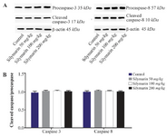 <p>Figure 4. Effect of silymarin on the protein level of caspase-3 and 8 in lungs of mice fetuses. The animal groups received 0, 50, 100 and 200 <span style="font-style: normal !msorm;"><em>mg/kg/day</em></span> of silymarin. A) Representative photograph for&nbsp; Western blot of caspase 3 and 8. B) Densitometric data of protein analysis. Data are expressed as mean&plusmn;SEM.</p>
