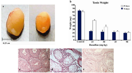 Figure 1. Regeneration of spermatogenesis after busulfan injection
(a) Changes in testis size after injection of busulfan. Busulfan decreased the testis size and depleted spermatogenesis. (b) Changes in testis weight after injection of busulfan at various doses. The values for each time point were determined in at least three experiments and represent data from more than six testes. The increase was most significant after busulfan injection at a dose of 15 and 30 mg/kg. Values are means±SD. Asterisks indicate significant statistical increase (p<0.01 by Kruskal-Wallis test). (c), (d), and (e) Histological changes of the testes that received busulfan injection at a dose of 30 mg/kg. (c) Wild-type B6 Testis (control). (d) Busulfan-treated B6 testis, 35 days after injection. (e) Busulfan-treated wild-type B6 testis, 70 days after injection. Note the increased number of seminiferous tubules with spermatogenesis after 70 days. Bar =30 mm
