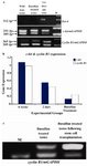 Figure 6. Evaluation of Oct-4, c-kit, and cyclin B1 gene expression by semi-quantitative RT-PCR
(a) Oct-4, c-kit, and cyclin B1 gene expression in spermatogonial stem cells. Oct-4 was exclusively expressed in testis cells of 3-6 days old mice and adult mouse testis and busulfan treated mice did not express Oct-4. Germ cell reduction results in c-kit and cyclin B1 expression decrease in adult busulfan treated mouse testis. (b) Results revealed that cyclin B1 expression increased after hCG injection. M: Molecular marker (100 bp). (c) Busulfan eliminates most germ cells from the testis and results in c-kit and cyclin B1 expression decrease in busulfan treated testes. Three-six days old testes have minimal proliferative action and these gene expressions
