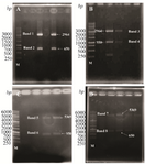 <p>Figure 1. Digestion analysis of pJET1.2-CPA; A) pJET1.2-CPB; B) PET28a-CPA; C) and PET28a-CPB; D) with HindIII and BamH1. Band 1, 2:pJET1.2 (2964 <em>bp</em>) and CPA (650 <em>bp</em>), Band 3, 4: pJET1.2 ( 2964 <em>bp</em>) and CPB (950 <em>bp</em>), Band 5, 6: PET28a (5369 <em>bp</em>) and CPB (950 <em>bp</em>), and Band 7,8: PET28a (5369 <em>bp</em>) and CPA (650 <em>bp</em>).</p>