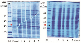 <p>Figure 2. SDS PAGE for crude lyaste of <em>E. coli</em> transformed with the PET28a-CPA; A) and PET28a-CPB; B) Control: <em>E. coli</em> BL21 strain, lane 1: <em>E. coli</em> BL21 strain before induction at time 0, lane 2: <em>E. coli</em> BL21 strain one hour after induction, lane 3: <em>E. coli</em> BL21 strain two hours after induction, lane 4: <em>E. coli</em> BL21 strain three hours after induction, and lane 5: <em>E. coli</em> BL21 strain four <em>hr</em> after induction.</p>