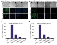 <p>Figure 8. Internalized &alpha;-alumina-CPA/CPB-FITC by murine macrophages. A) Fluorescent microscopy of internalized &alpha;-alumina -CPA-FITC(A), &alpha;-alumina -CPB-FITC(B) by murine macrophages after 30 <em>min</em> exposure to 1, 5, 10 and 100 <em>&mu;g</em> of different concentrations (&times;20). C and D show semiquantitative analysis of fluorescent microscopy results by Image J software, 83 and 87% of macrophages received CPA and CPB proteins conjugated to nanoparticles, respectively at 100 <em>&mu;g/ml</em> concentration.</p>
