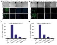 <p>Figure 8. Internalized &alpha;-alumina-CPA/CPB-FITC by murine macrophages. A) Fluorescent microscopy of internalized &alpha;-alumina -CPA-FITC(A), &alpha;-alumina -CPB-FITC(B) by murine macrophages after 30 <em>min</em> exposure to 1, 5, 10 and 100 <em>&mu;g</em> of different concentrations (&times;20). C and D show semiquantitative analysis of fluorescent microscopy results by Image J software, 83 and 87% of macrophages received CPA and CPB proteins conjugated to nanoparticles, respectively at 100 <em>&mu;g/ml</em> concentration.</p>
