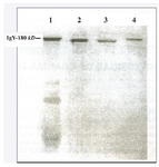 <p>Figure 4. SDS-PAGE (no reducing conditions).</p>
<ol>
<li>Specific IgY-Preparation against chosen human umbilical cord sera by WSF method (50 <em>m</em><em>l</em> of preparation, aprox. 50 <em>m</em><em>g</em>). 2. Standard of human IgG (20 <em>m</em><em>g</em>). 3. Standard of mouse monoclonal IgG (10 <em>m</em><em>g</em>). 4. Standard of chicken IgY from Sigma (10 <em>m</em><em>g</em>). Compare lanes 1 and 4. The position of upper band in lane 1 correspond to band of pure IgY (180 <em>kDa</em> approx.) in lane 4. See the bands in lanes 2 and 3 underneath 180Kd that correspond to mammals IgG monomers (150 <em>kDa</em> approx).</li>
</ol>
