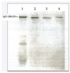 <p>Figure 4. SDS-PAGE (no reducing conditions).</p>
<ol>
<li>Specific IgY-Preparation against chosen human umbilical cord sera by WSF method (50 <em>m</em><em>l</em> of preparation, aprox. 50 <em>m</em><em>g</em>). 2. Standard of human IgG (20 <em>m</em><em>g</em>). 3. Standard of mouse monoclonal IgG (10 <em>m</em><em>g</em>). 4. Standard of chicken IgY from Sigma (10 <em>m</em><em>g</em>). Compare lanes 1 and 4. The position of upper band in lane 1 correspond to band of pure IgY (180 <em>kDa</em> approx.) in lane 4. See the bands in lanes 2 and 3 underneath 180Kd that correspond to mammals IgG monomers (150 <em>kDa</em> approx).</li>
</ol>
