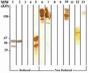 Figure 3. Immunoblot analysis of 6F19C11 MAb (anti-IgG1, 2, 4) reactivity with human IgG subclasses
Lanes 1 to 5 represent reduced forms of IgG1, IgG2, IgG3, IgG3 (Goe) and IgG4 paraproteins, respectively. Lanes 6 to 9 represent non reduced forms of the above mentioned proteins,  respectively. Lanes 10 to 12 represent Whole molecule, Fab and Fc fragments of IgG4. Lane 13 represents polyclonal IgG3.  *Fc fragments of IgG1 are contaminated with whole IgG molecule because of partial digestion
