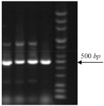 <p>Figure 2. PCR amplification of <em>sulII</em> genes (450 <em>bp</em>).</p>