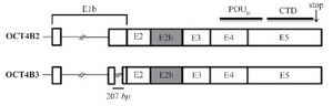 <p>Figure 3. Schematic structure of OCT4B3 transcript and protein. This variant is composed of 6 exons (E1b, E2, E2b, E3, E4 and E5) and is very similar to the OCT4B2 transcript, however, it is lost a 207-nt fragment of the Exon1b. The OCT4B3 transcript can produce a hypothetical protein includes 164 residues that is the same with OCT4B-164 protein and composed of POU<sub>H</sub> and C-Terminal domains</p>