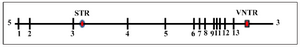 <p>Figure 1. The map of the&nbsp;<em>PAH</em>&nbsp;locus indicating exons and two other commonly studied polymorphic markers. The STR in intron 3 and the VNTR in downstream of the last exon are shown.</p>
