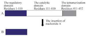 <p>Figure 4. The PAH protein structure. A) The normal structure. B) The truncated structure due to c.335dupA mutation: the premature stop codon generated by the adenine duplication eliminates the catalytic and the tetramerization domain (a region about 340 amino acids).</p>
