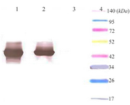 <p>Figure 3. Western blot analysis of expressed creatinase using anti-His-tag monoclonal antibody conjugated to HRP. Lane 1: total protein, lane 2: soluble protein<em>, </em>lane 3: total protein in negative control, lane 4: thermo scientific Spectra Multicolor Broad Range Protein marker.</p>
