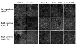 <p>Figure 2. Immunocytochemistry images of differentiated cells which expressed Tuj1 marker in different concentrations of lithium (1 <em>mM</em>, 3 <em>mM</em>, 6 <em>mM</em>), control and in DMSO control (C-DMSO) groups. Scale bar represents 100 <em>&micro;m.</em></p>
