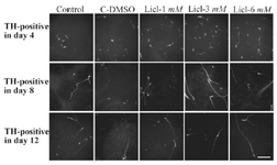 <p>Figure 3. Immunocytochemistry images of differentiated cells which expressed tyrosine hydroxylase marker in different lithium concentrations (1, 3, 6 <em>mM</em>), control and in DMSO control (C-DMSO) groups. Scale bar represents 100 <em>&micro;m.</em></p>
