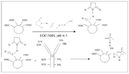<p>Figure 1. Bioconjugation scheme for SPIONs-C595s by using EDC.</p>