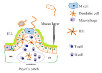 <p>Figure 1. Schematic representation of Peyer&rsquo;s patches, M cells, and the different immune cell populations. M cells have no mucus. IFR: intra-follicular region, B: B cells, IEL: intraepithelial lymphocyte, T: T cells, FoDC: follicular dendritic cell, DC: dendritic cells.</p>
