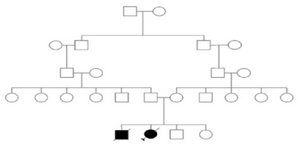 <p>Figure 1. Pedigree of the investigated family.</p>