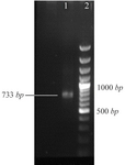 <p>Figure 1. The PCR product of <em>GRA7</em> with 733 <em>bp</em> band (line 1) in comparison with 100 <em>bp</em> DNA ladder (line 2).</p>