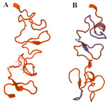 <p>Figure 2. Three-dimensional structure of C426 avimer protein generated by SWISSMODEL. a)&nbsp; Non-traceable avimer protein. b) Traceable avimer protein.</p>