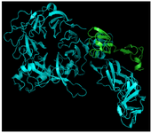 <p>Figure 3. 3D structure of avimer- c-Met complex. Blue: c-Met receptor, Green: avimer ligand.</p>