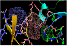 <p>Figure 5. Illustration of the total three numbers of predicted binding sites for C426 avimer protein. Pink, blue and green colored mesh represents the respective first, second and the third binding sites for C426 avimer protein predicted by FTSite server tool.</p>