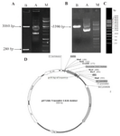 <p>Figure 6. Sub-cloning of C426 avimer gene fragment. A) Screening of plasmid DNA of pET26b-C426 avimer with ~5590 <em>bp</em> length (Lane A) digested by <em>Hind</em>III restriction enzyme (Lane B). B) Screening of plasmid DNA of pGH-C426avimer with 360 <em>bp</em> length (Lane A) double-digested by <em>Nco</em>I/<em>Hind</em>III restriction enzymes (Lane B). C) Illustration of gene ruler 1 <em>kb</em> DNA ladder (Thermo Scientific Co., USA) with three sharp reference bands (6000, 3000 and 1000 <em>bp</em>) loaded on 0.8% agarose gel by Red Safe&trade; 5% (<em>v/v</em>). D) Schematic presentation of the traceable C426 avimer cloned into pET26b+ expression vector with ~5589 <em>bp</em> in length.</p>