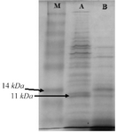 <p>Figure 7.&nbsp; SDS-PAGE analysis of traceable avimer protein. M) Prism ultra-protein ladder, A) Recombinant bacterial protein, B) Non-recombinant bacterial protein complex.</p>