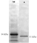 <p>Figure 8. Western blot analysis of expressed protein with His-tag monoclonal antibody.&nbsp;</p>