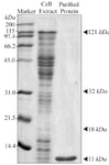 <p>Figure 9. SDS-PAGE gel of bacterial lysate and C426 avimer protein. Size and purity of the recombinant protein were evaluated using 12% SDS-PAGE gel. The avimer protein for ELISA analysis was purified using anti-His antibody ELISA kit.</p>