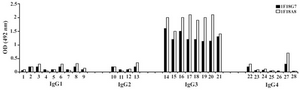 Figure 2. Reactivity of IgG3 specific MAbs with IgG subclasses Lanes 1 to 28 represent: MM1, MM11, MM24, MM46, MM50, MM53, MM63, MM65, MM13, MM12, G2 (M), MM62, Camp, MM98, Gale, Hay, Pol, Goe, Ren, Mcw, IgG3 polyclonal, MM147, Rea, Jan, Will, Cart, J. Wil, Ze